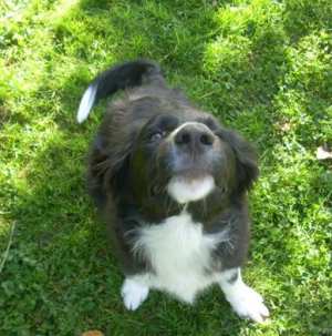 Merlin20111016Merlin4 044.jpg